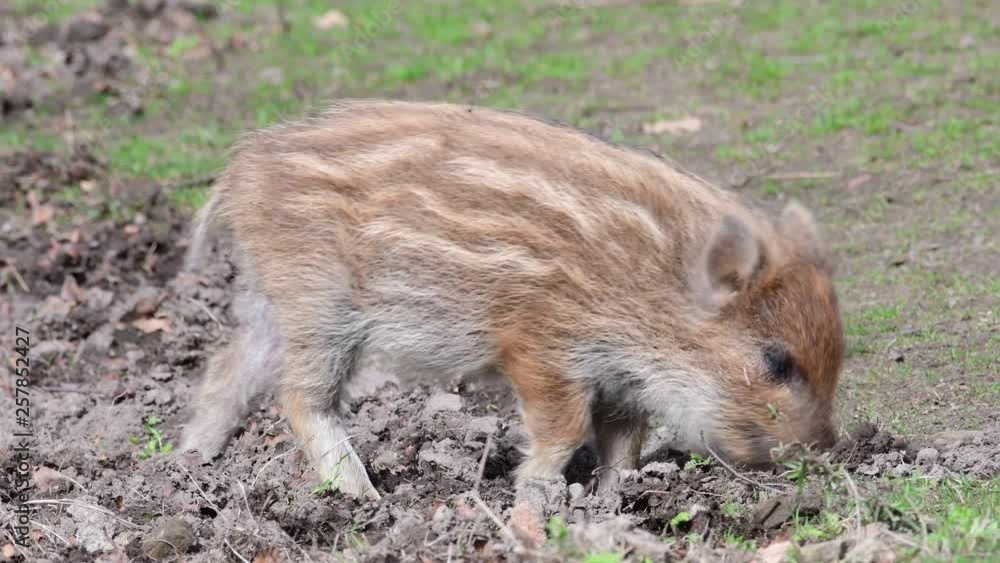 Wild boar piglets search feed on the forest floor, spring (sus scrofa), germany Wild boar piglets search feed on the forest floor, spring (sus scrofa), germany