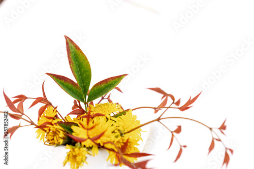 yellow wildflower against white background
