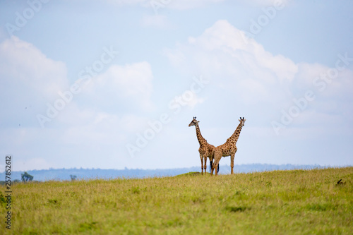 Giraffes run through the grass landscape in Kenya