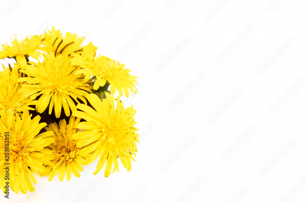 yellow wildflower against white background