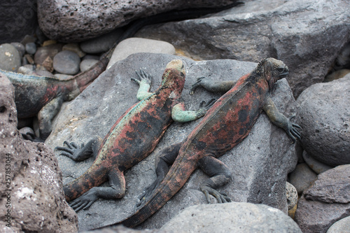 Two marine iguanas on black lava rocks beach Floreana Island Galapagos Pacific Ocean