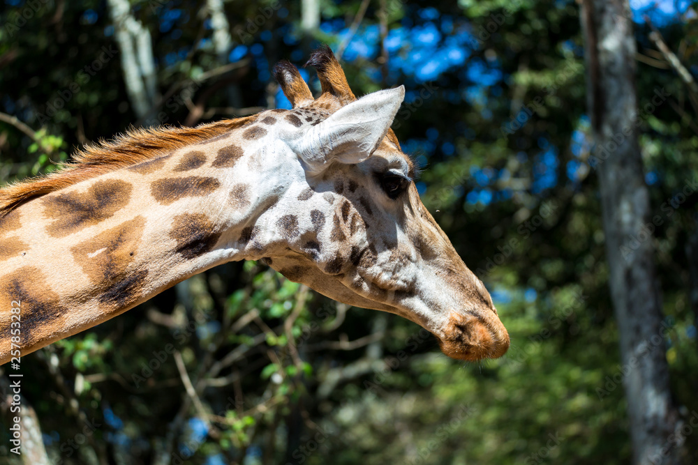 Obraz premium A close-up of a giraffe's head