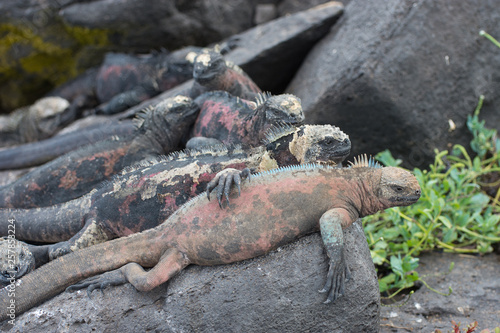 Marine iguanas resting on black lava rocks on beach Floreana Island Galapagos Pacific Ocean