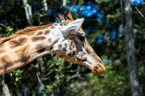 A close-up of a giraffe's head