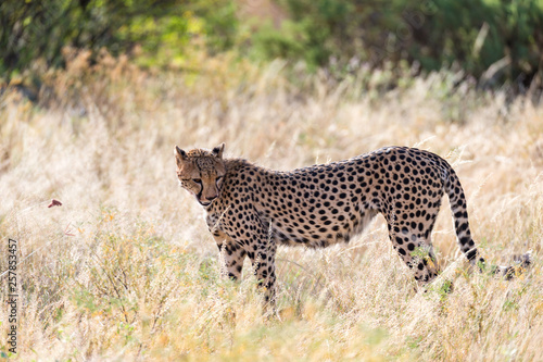 A cheetah in the grass landscape between the bushes
