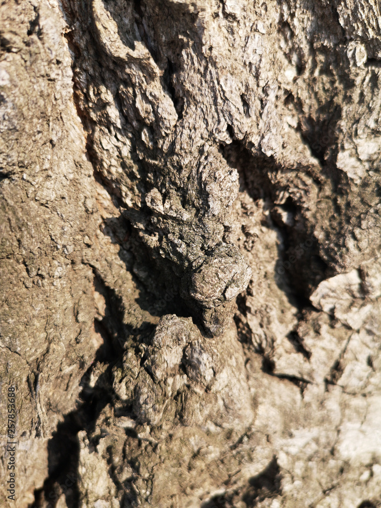 Texture of old tree bark closeup in Russia in daylight Texture of old tree bark closeup in Russia in daylight