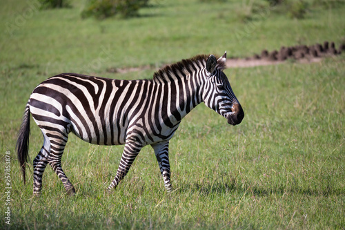Zebras run and graze in the savannah