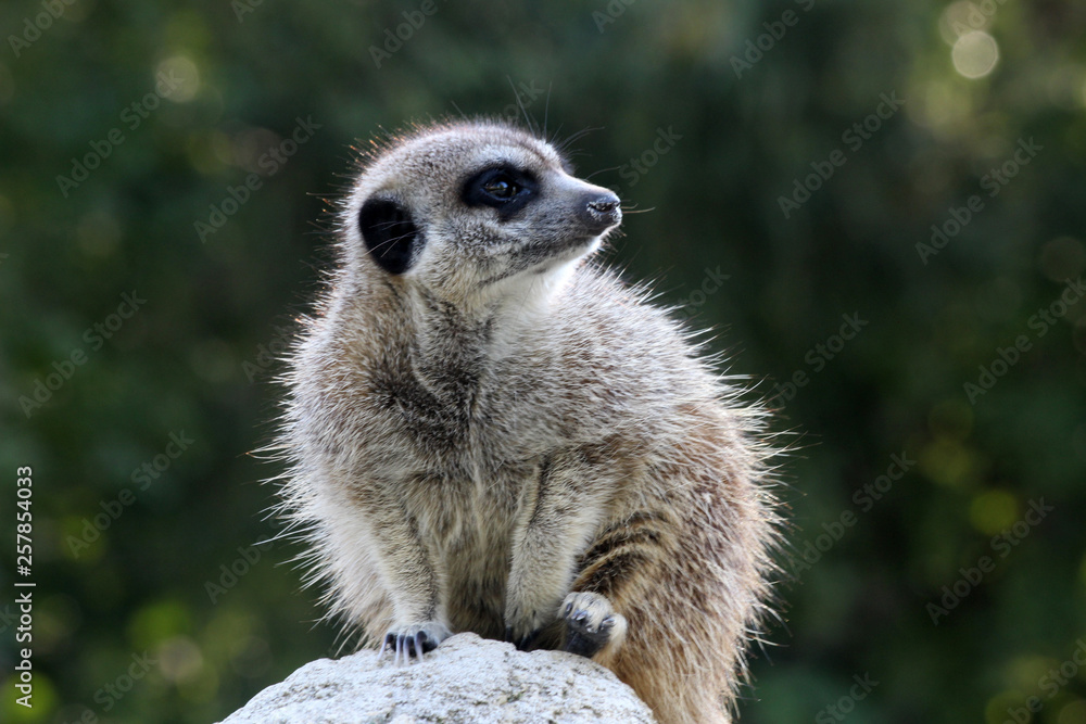 Fototapeta premium Erdmaennchen