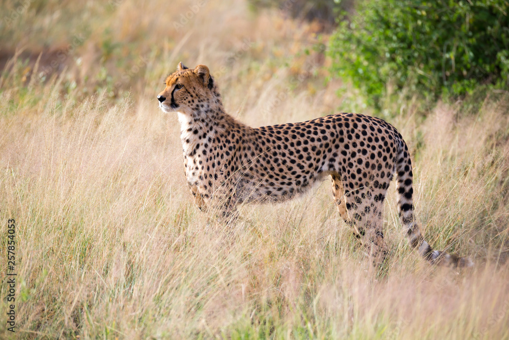 A cheetah in the grass landscape between the bushes A cheetah in the grass landscape between the bushes