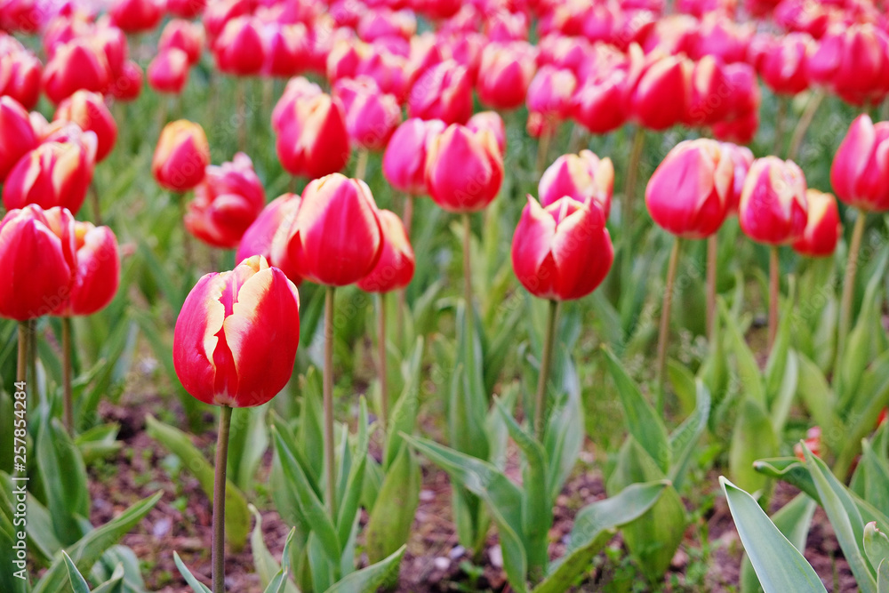 Selective focus. A field planted with many tulips in spring time. Colorful background with flowers for spring holiday season. Close up, copy space, top view. Selective focus. A field planted with many tulips in spring time. Colorful background with flowers for spring holiday season. Close up, copy space, top view.
