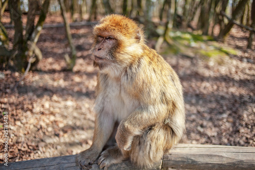 Affe sitzt auf einem Balken im Freien © Simon Graphics