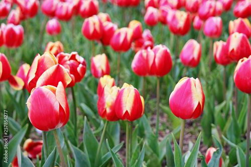 Selective focus. A field planted with many tulips in spring time. Colorful background with flowers for spring holiday season. Close up  copy space  top view.