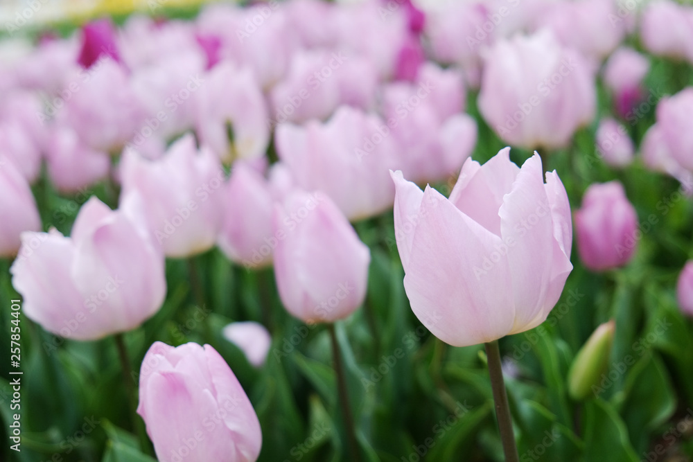 Selective focus. A field planted with many tulips in spring time. Colorful background with flowers for spring holiday season. Close up, copy space, top view.