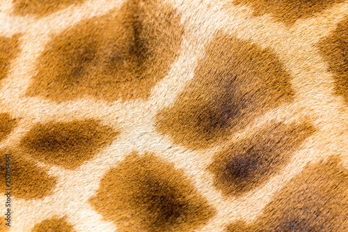 The fur of a giraffe in close-up