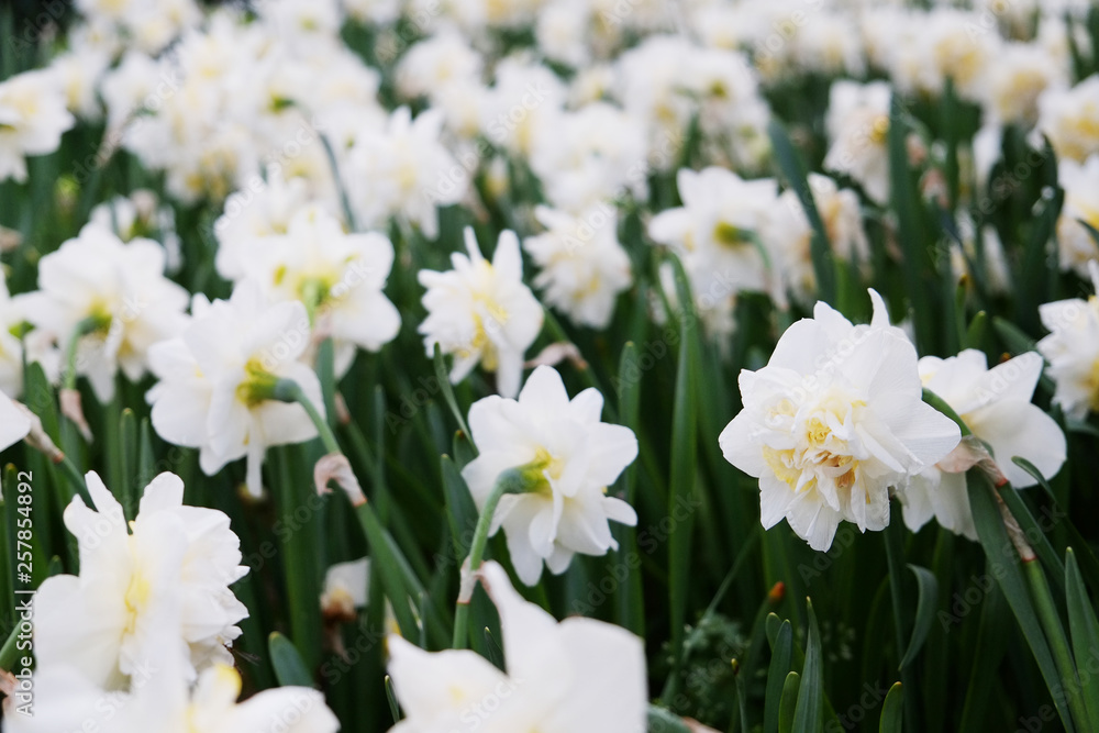 Selective focus. A field planted with many daffodils in spring time. Colorful background with flowers for spring holiday season. Close up, copy space, top view. Selective focus. A field planted with many daffodils in spring time. Colorful background with flowers for spring holiday season. Close up, copy space, top view.