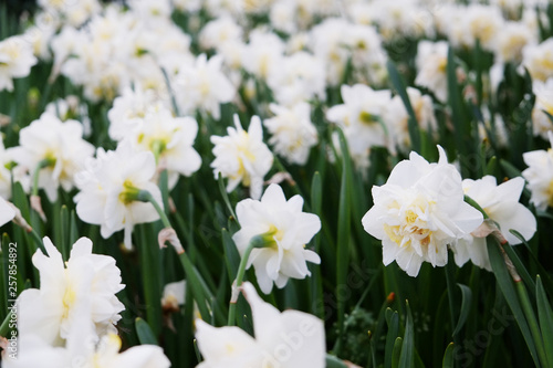 Selective focus. A field planted with many daffodils in spring time. Colorful background with flowers for spring holiday season. Close up, copy space, top view.