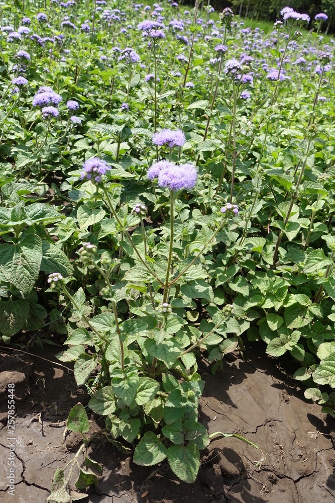 Close shot of Ageratum houstonianum in bloom Close shot of Ageratum houstonianum in bloom