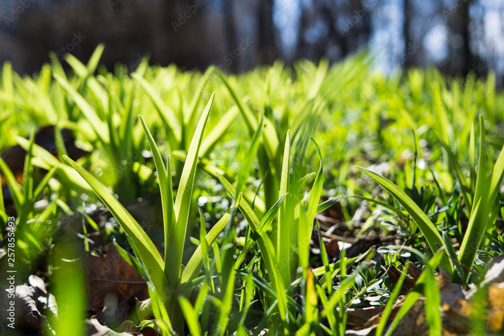 Natural green grass on the ground, plants and leaves Natural green grass on the ground, plants and leaves