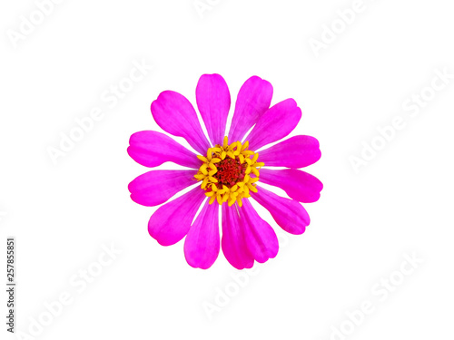 Nature,Flower,The pink flower on white background,Clipping path,Close-up