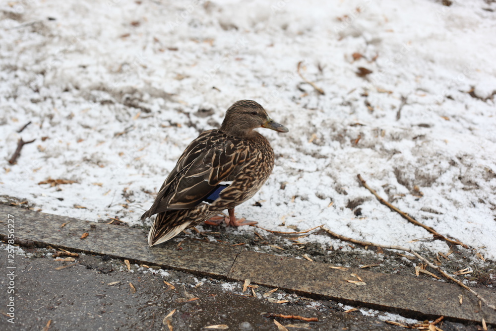 Obraz premium Duck took offense