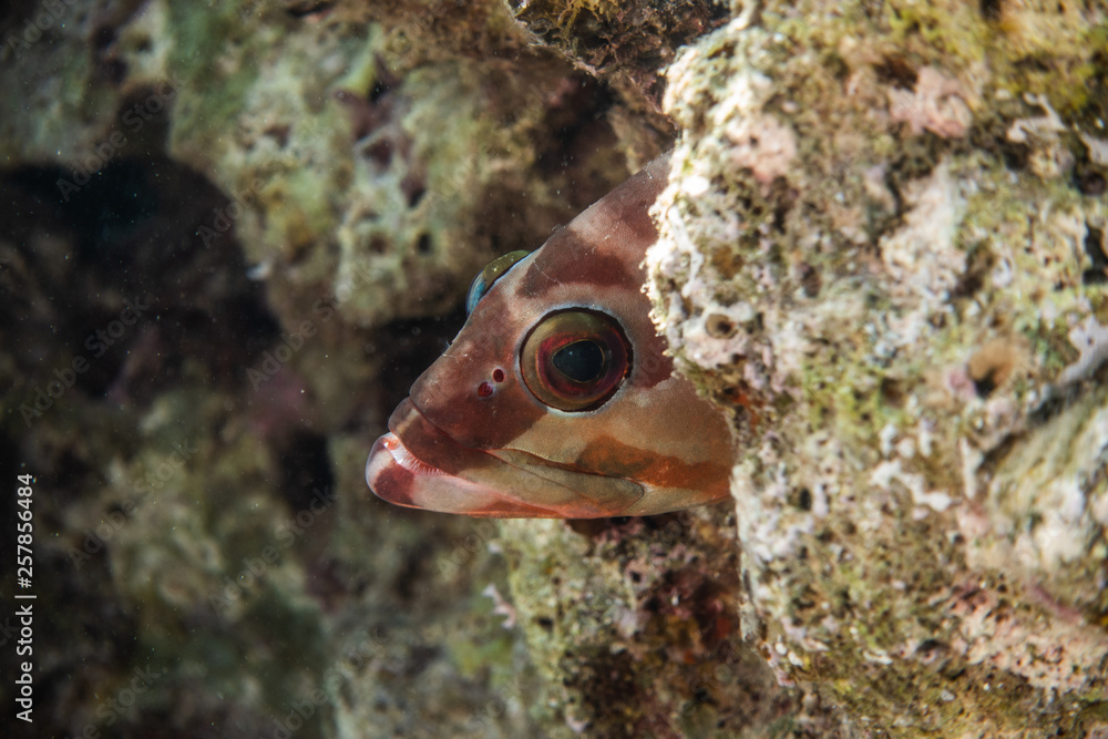 Fish swim in the Red Sea, colorful fish, Eilat Israel Fish swim in the Red Sea, colorful fish, Eilat Israel