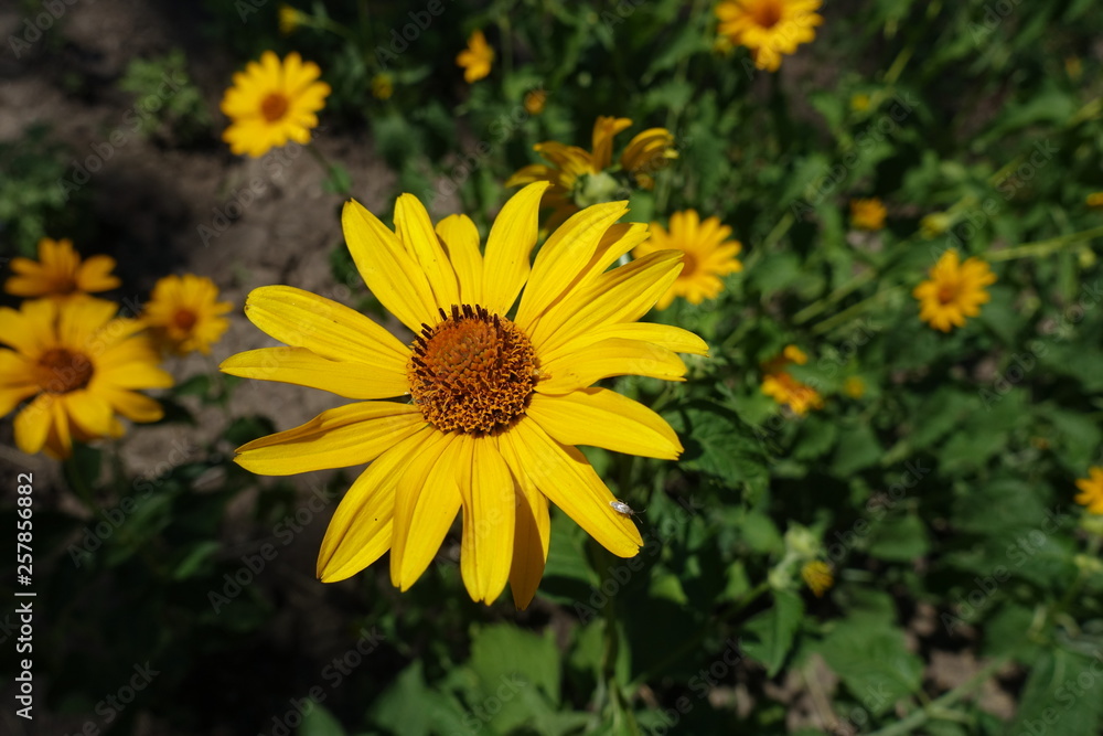Flowering Heliopsis helianthoides in the garden in June Flowering Heliopsis helianthoides in the garden in June