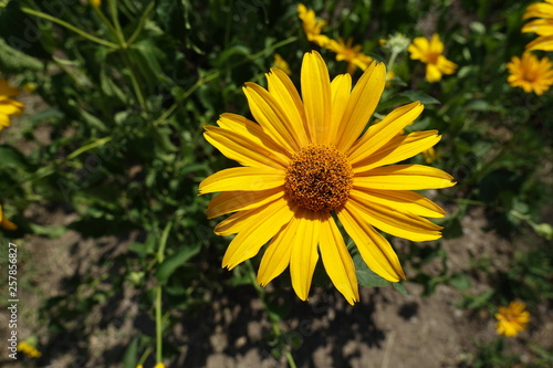 Daisy like yellow flower of Heliopsis helianthoides in June