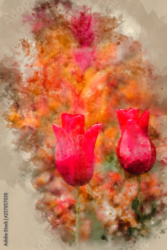 Stunning vibrant shallow depth of field landscape image of flowerbed full of tulips in Spring photo