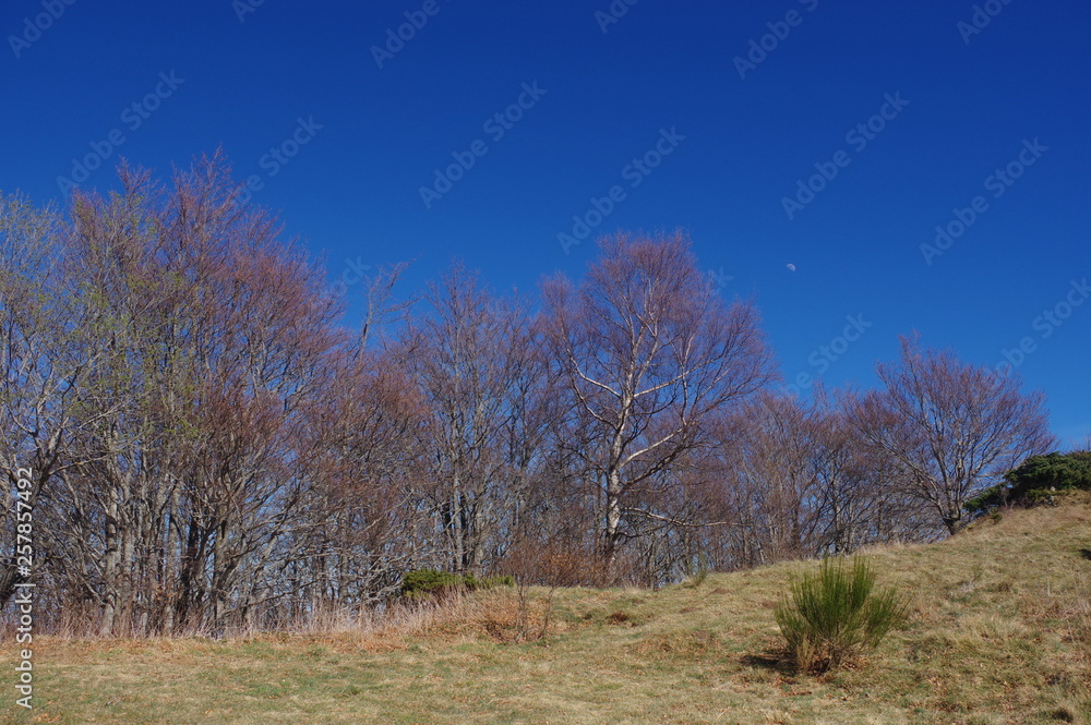 forêt en montagne