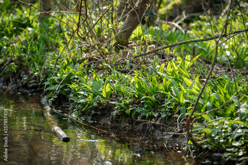 Bärlauch, Wildgemüse in heimischen Wäldern, wächst am Bachufer