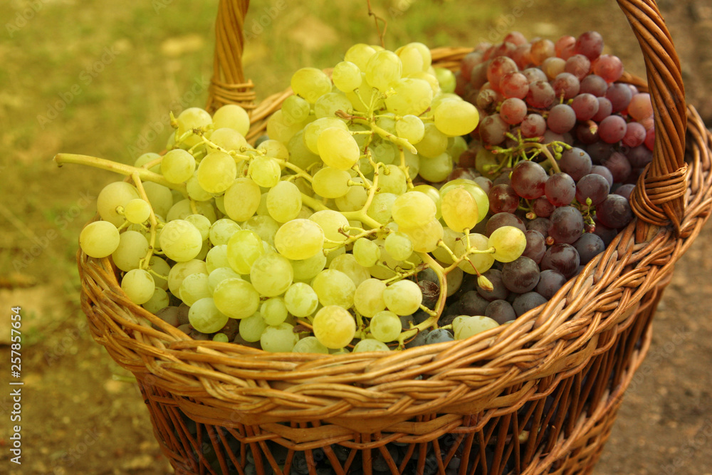Grapes in basket. Closeup of weaved basket with ripe blue and white grapes.Blue and white grape bunch in basket after harvest. Grapes in basket. Closeup of weaved basket with ripe blue and white grapes.Blue and white grape bunch in basket after harvest.