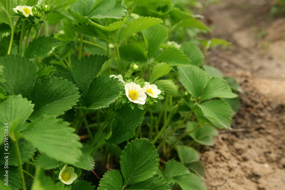 Strawberry blooms grows in the garden, organic fruit. Strawberry bushes with white flowers.Close-up shot. Strawberry blooms grows in the garden, organic fruit. Strawberry bushes with white flowers.Close-up shot.