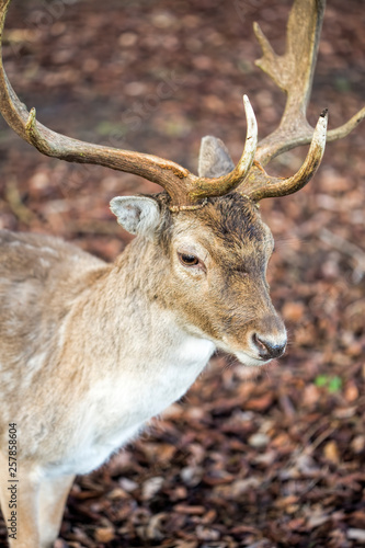 Deer in the park 