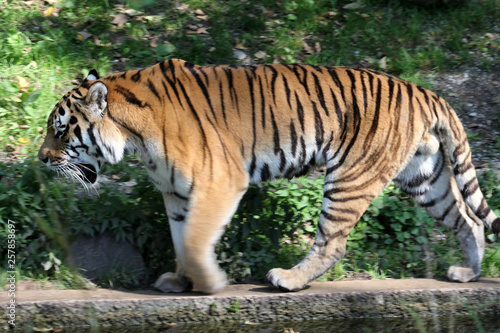 sibirischer_Tiger