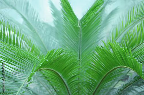 Beautiful background with palm leaves.