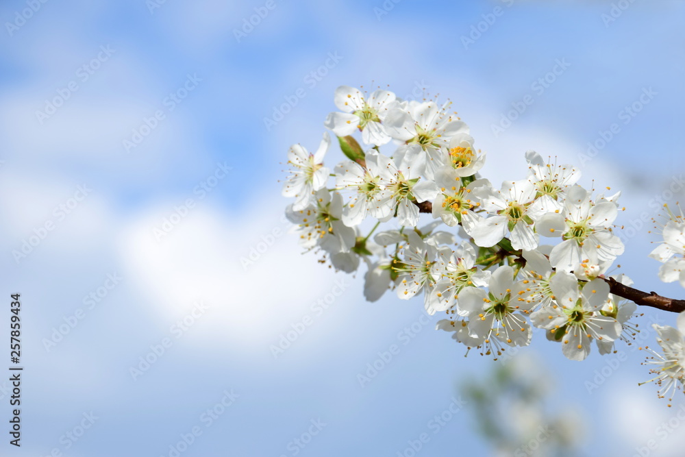 Hintergrund - weiße Kirschblüten mit Textfreiraum Hintergrund - weiße Kirschblüten mit Textfreiraum