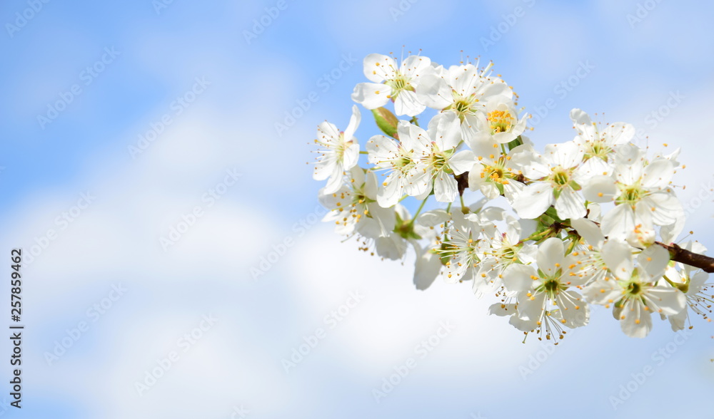 Blüten des Kirschbaumes - Hintergrund und Banner