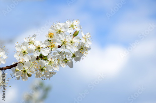 Blüten des Kirschbaumes - der Frühling ist eingezogen
