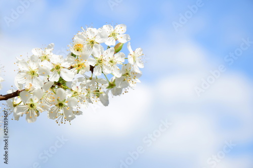 Wunderschöne Kirschblüten vor blauen Himmel