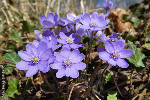 Bild auf Leinwand im Frühjahr blühende gewöhnliche Leberblümchen (Hepatica nobilis)  in ihrem Habi