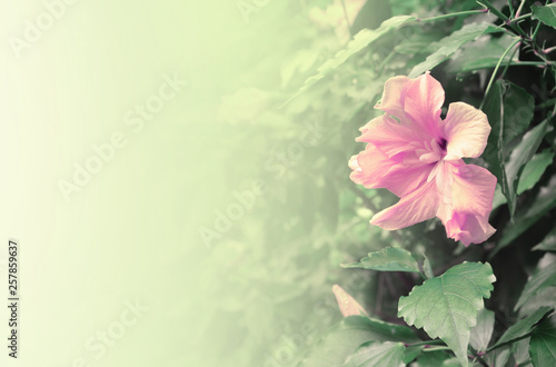 Pink hibiscus flower on a light background.