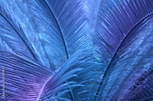 Tropical leaves at night.