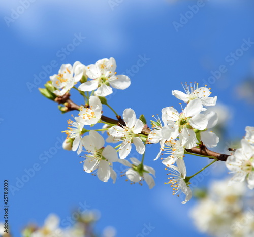 Kirschbaumblüten vor blauen Hintergrund © Zeitgugga6897