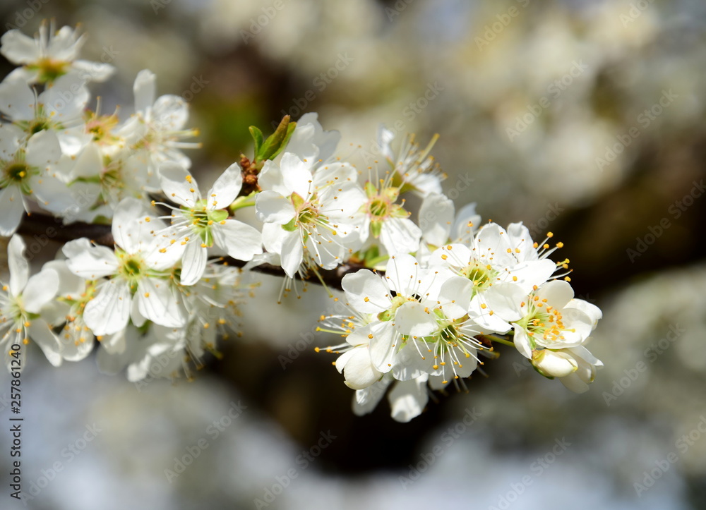 Kirschbaumzweig mit Blüten - Blütezeit in Südtirol