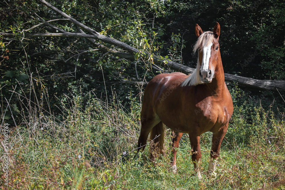 Obraz premium Norikerliebe