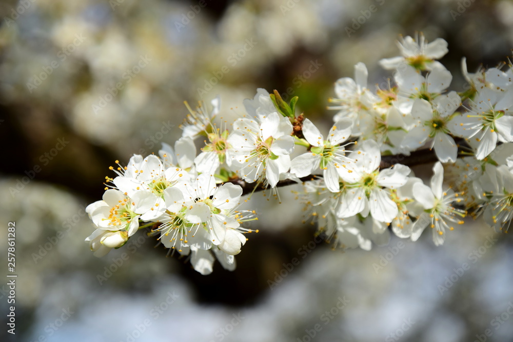Kirschbaumzweig mit Blüten - Hintergrund und Banner Kirschbaumzweig mit Blüten - Hintergrund und Banner