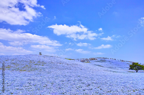満開のネモフィラが咲く丘