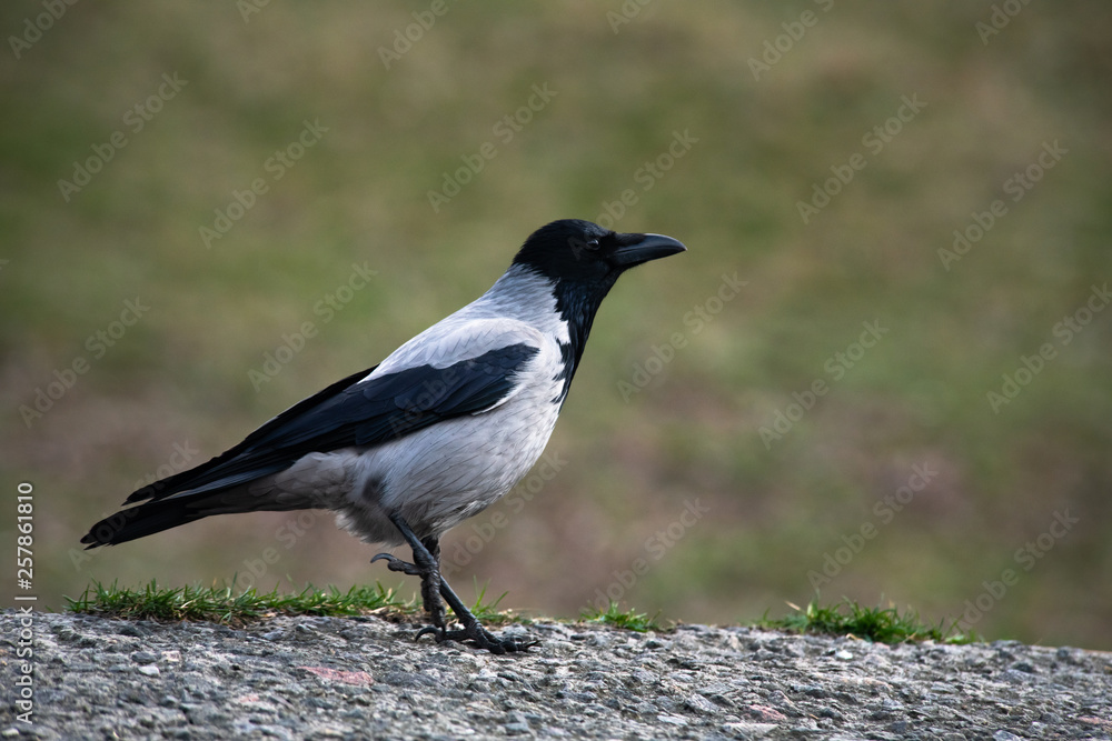 Obraz premium Grey crow bird close up spring time