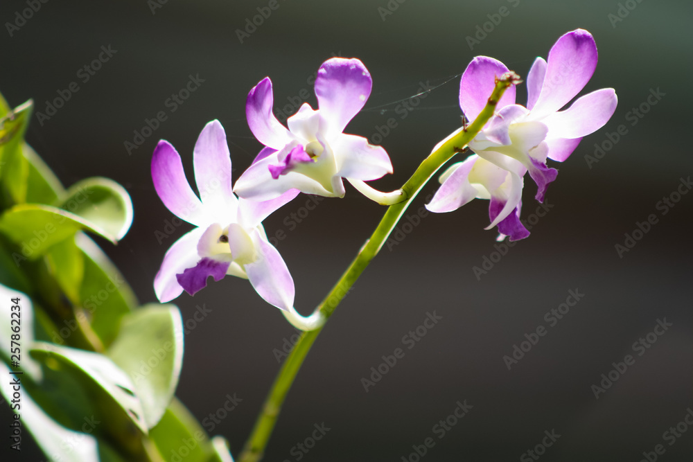 Flowers white and purple tropical orchids on a blurred black background. Flowers white and purple tropical orchids on a blurred black background.