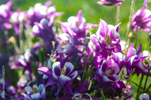  Blooming purple flowers in spring